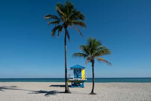 Palm trees on the beach