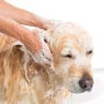 Golden Retriever getting a bath in Indiana, PA
