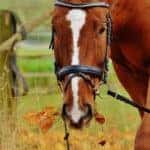 A brown horse in a farm