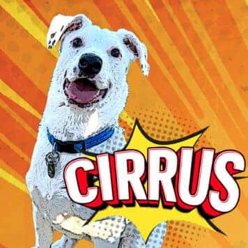 Cirrus Bessette