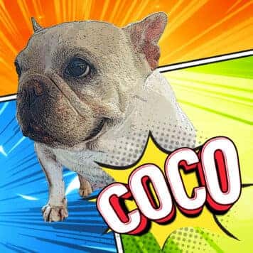 Coco Cluck