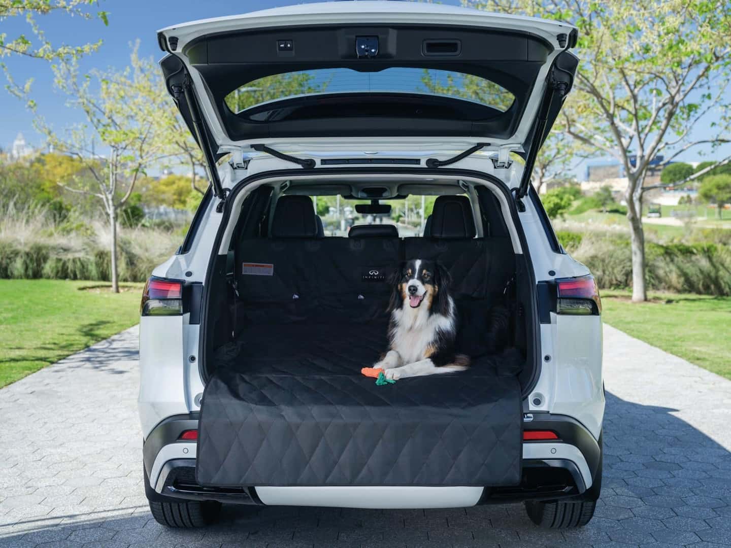 Dog in Cargo Area Ready for Travel