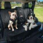 Pet Harness for Travel