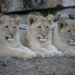 lions at fort worth zoo