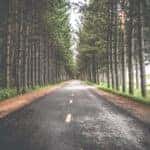 empty asphalt between two rows of trees