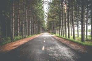 empty asphalt between two rows of trees