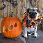 Halloween costume parties in Fort Worth, TX