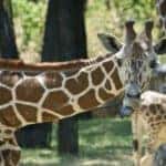 Fort Worth Zoo New Years Eve
