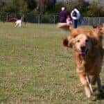 Fort Woof Dog Park