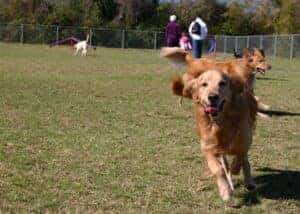 Fort Woof Dog Park