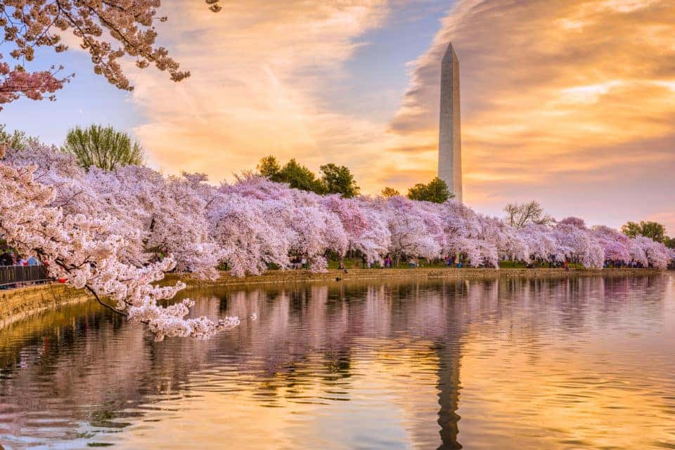 2024 Cherry Blossom Forecast Washington Dc Drusy Rosita