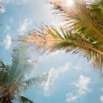 florida palm trees