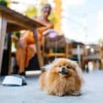 dog friendly restaurant