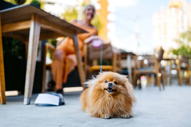 dog friendly restaurant
